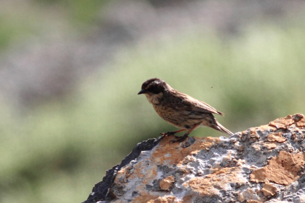 Radde`s Accentor