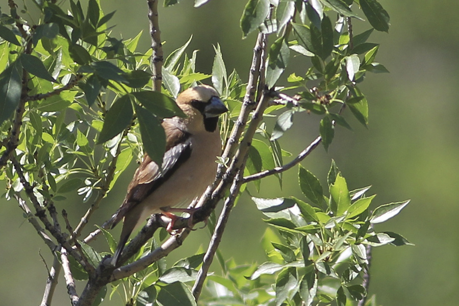 Hawfinch