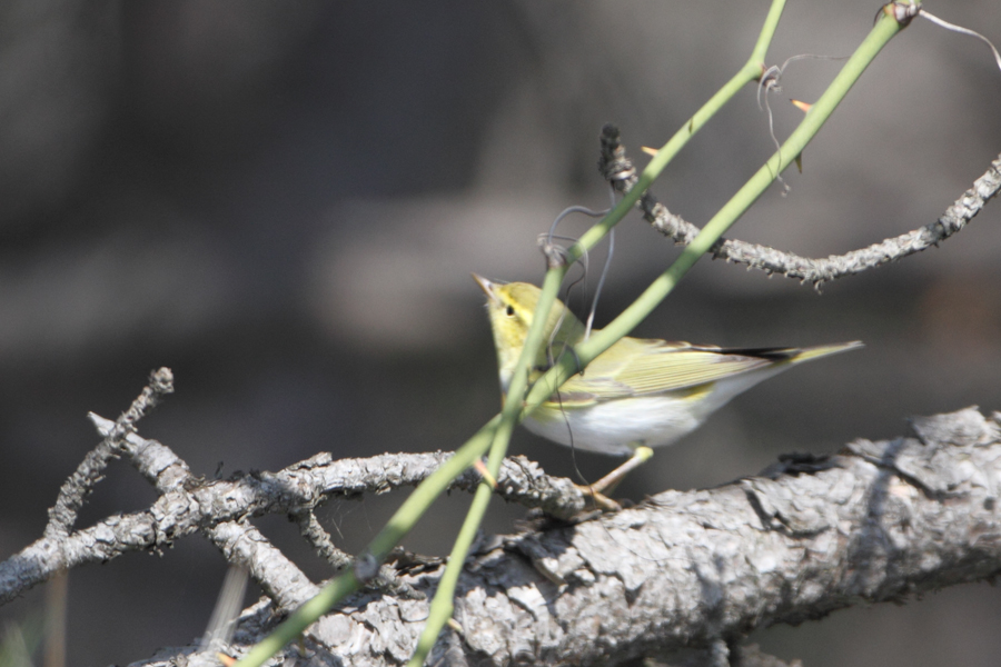 Wood Warbler