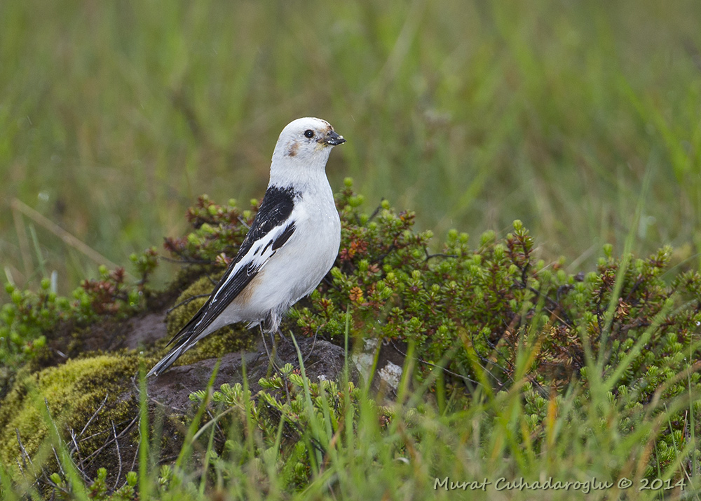 Snow Bunting