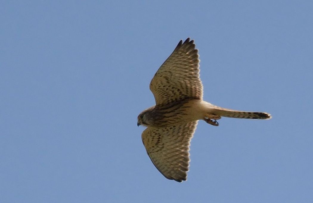 Common Kestrel