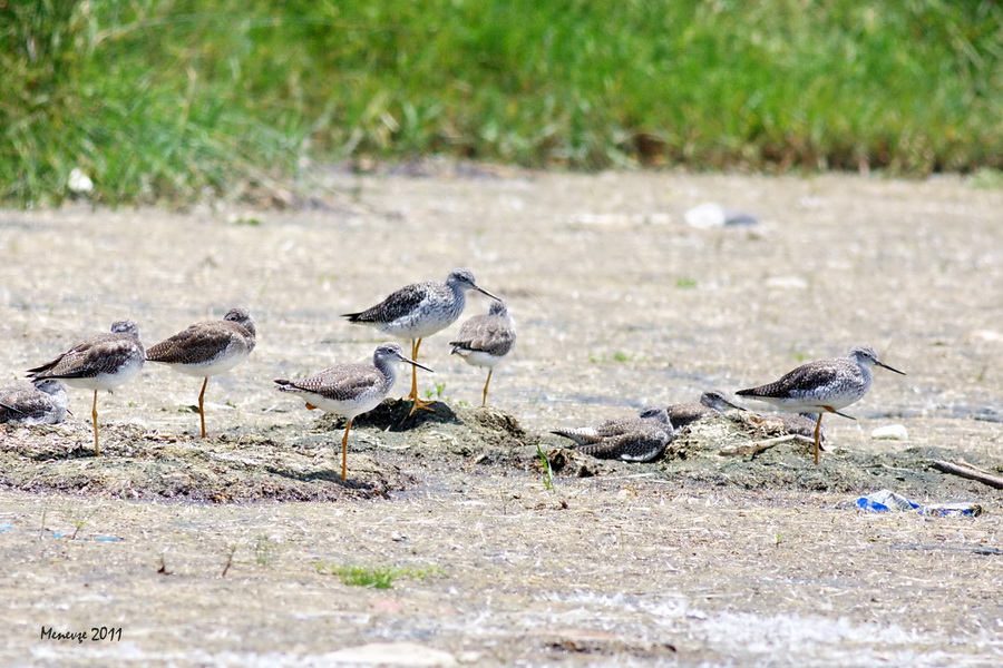 Lesser Yellowlegs
