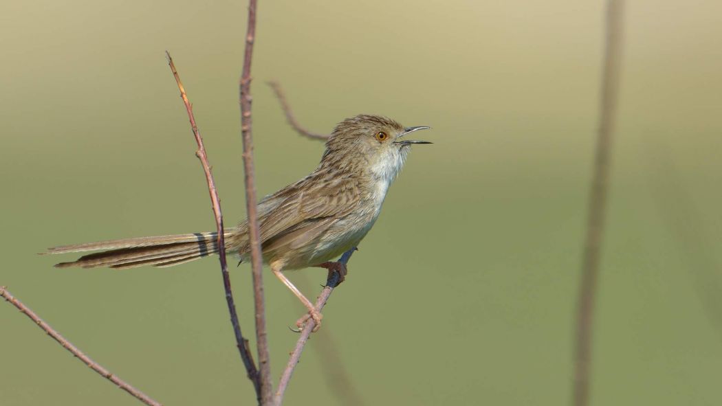 Delicate Prinia