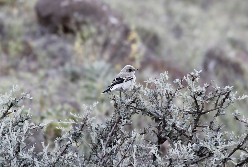 Northern Wheatear