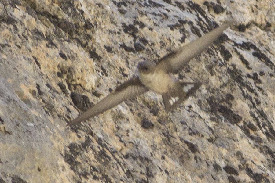 Eurasian Crag Martin