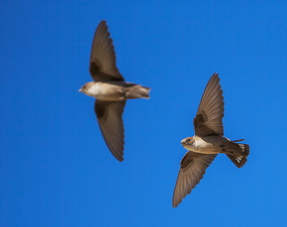 Eurasian Crag Martin