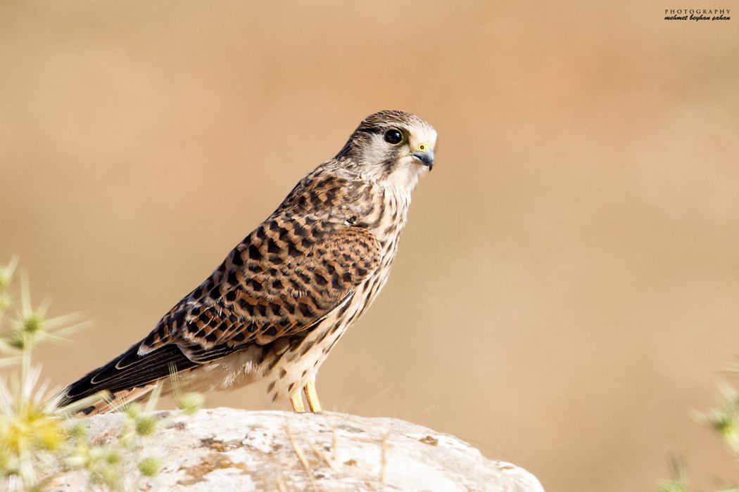 Common Kestrel