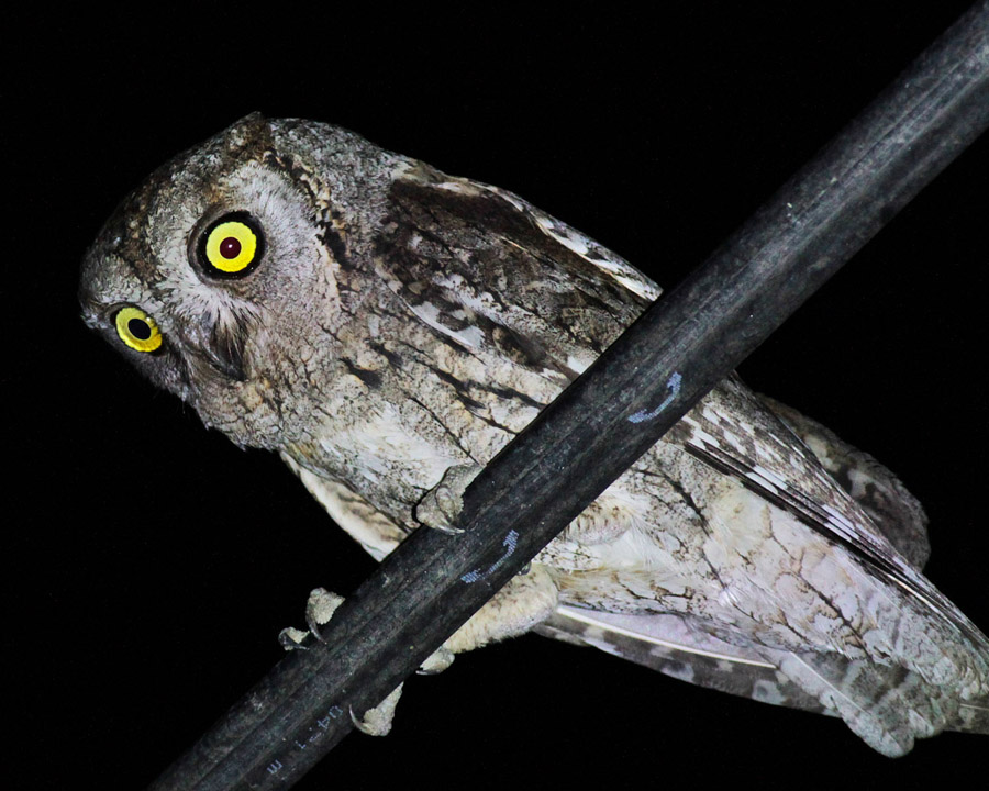 Eurasian Scops Owl