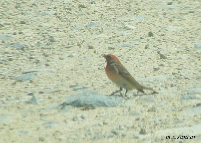 Common Rosefinch