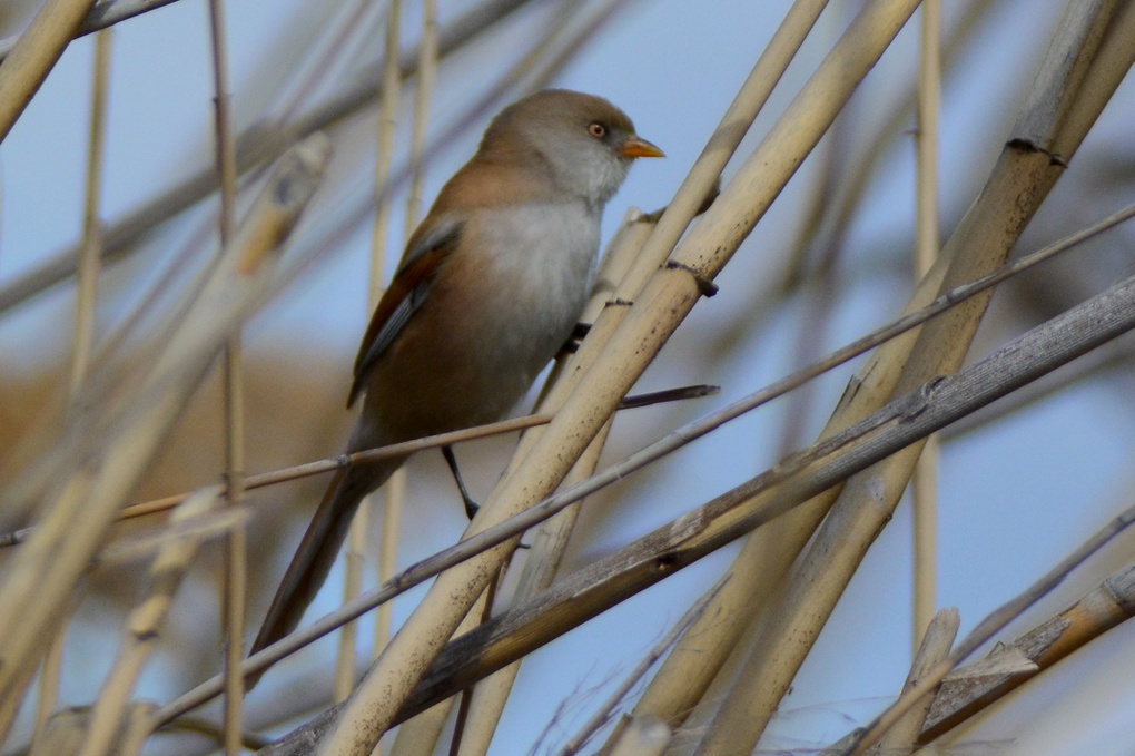 Bearded Reedling