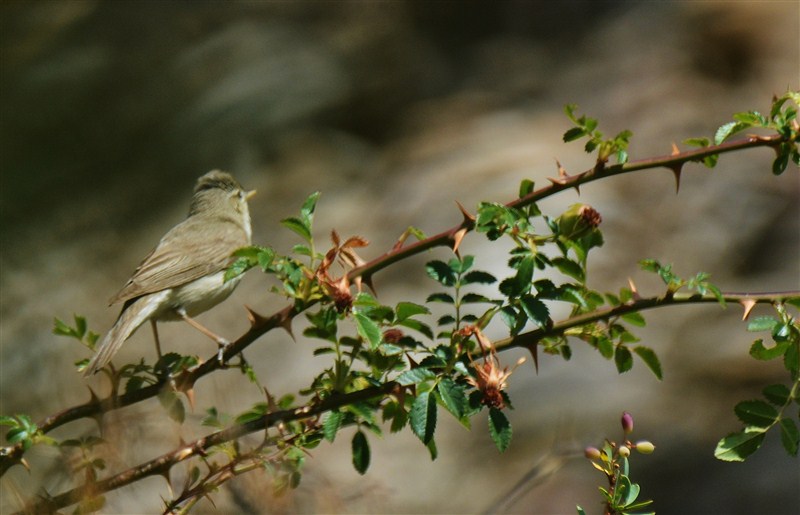 Eastern Olivaceous Warbler