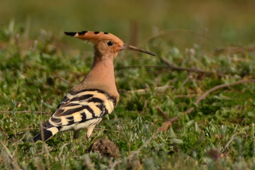 Common Hoopoe