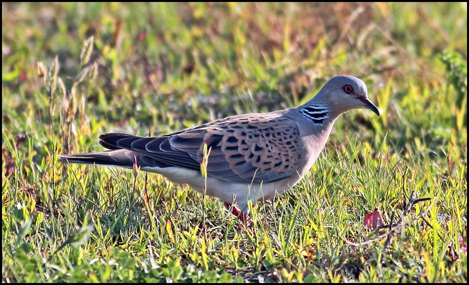 European Turtle Dove