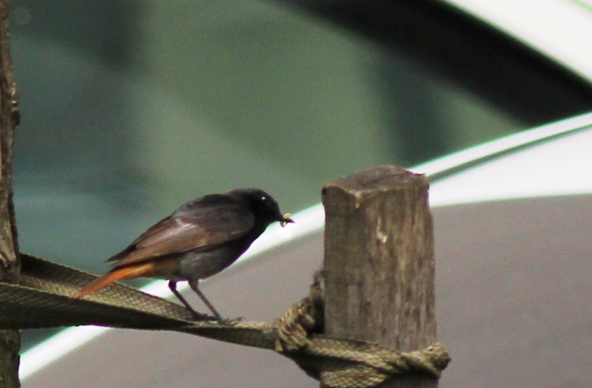Black Redstart
