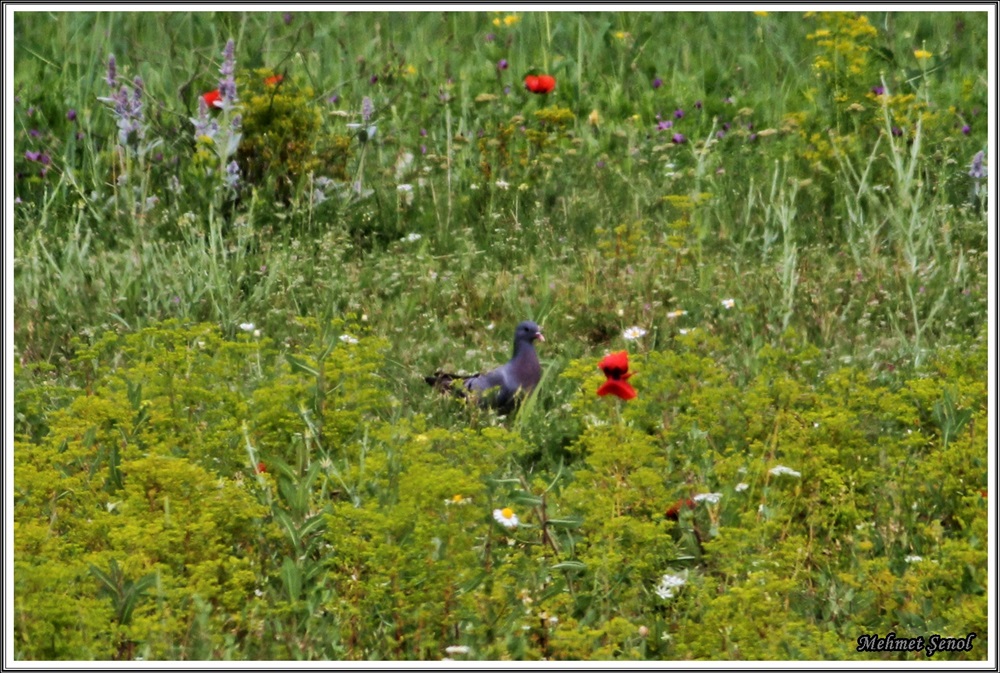 Stock Dove
