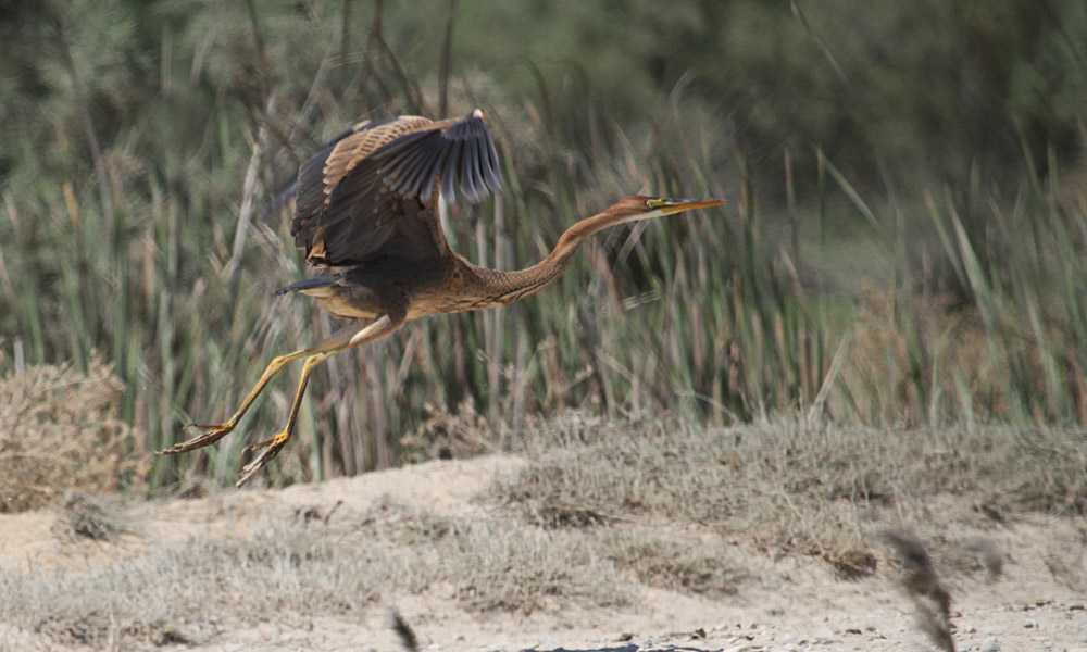 Purple Heron