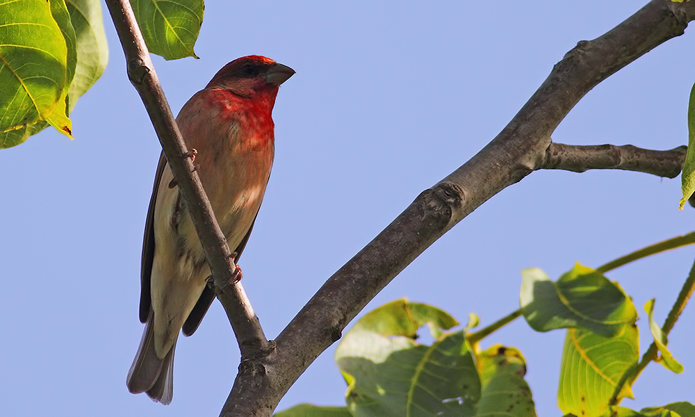 Common Rosefinch