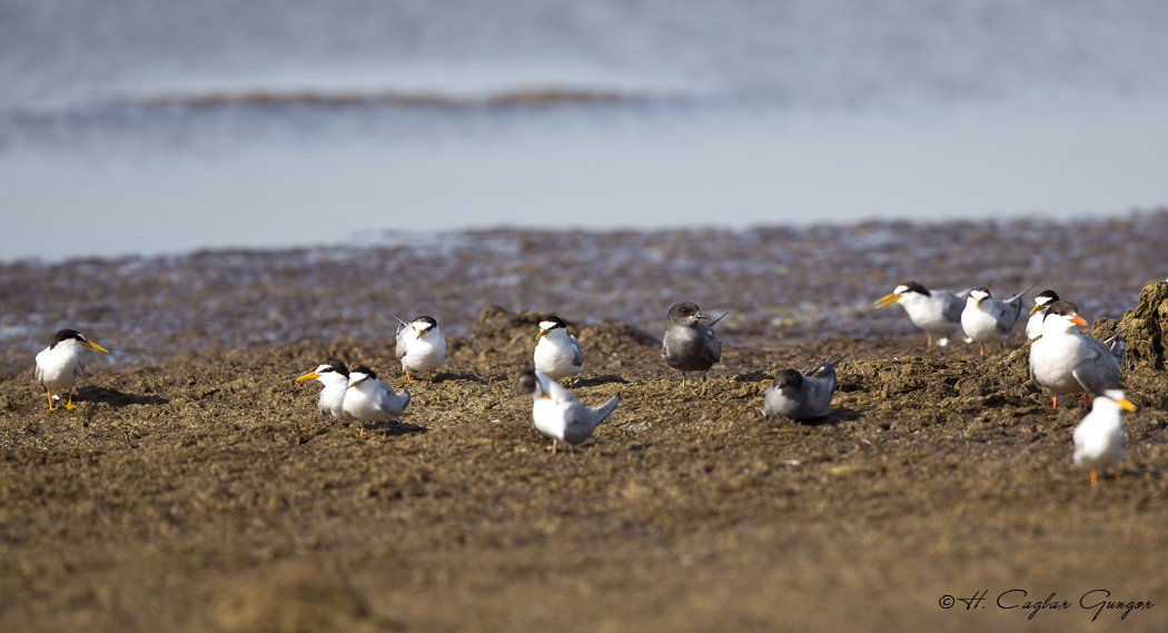 Black Tern