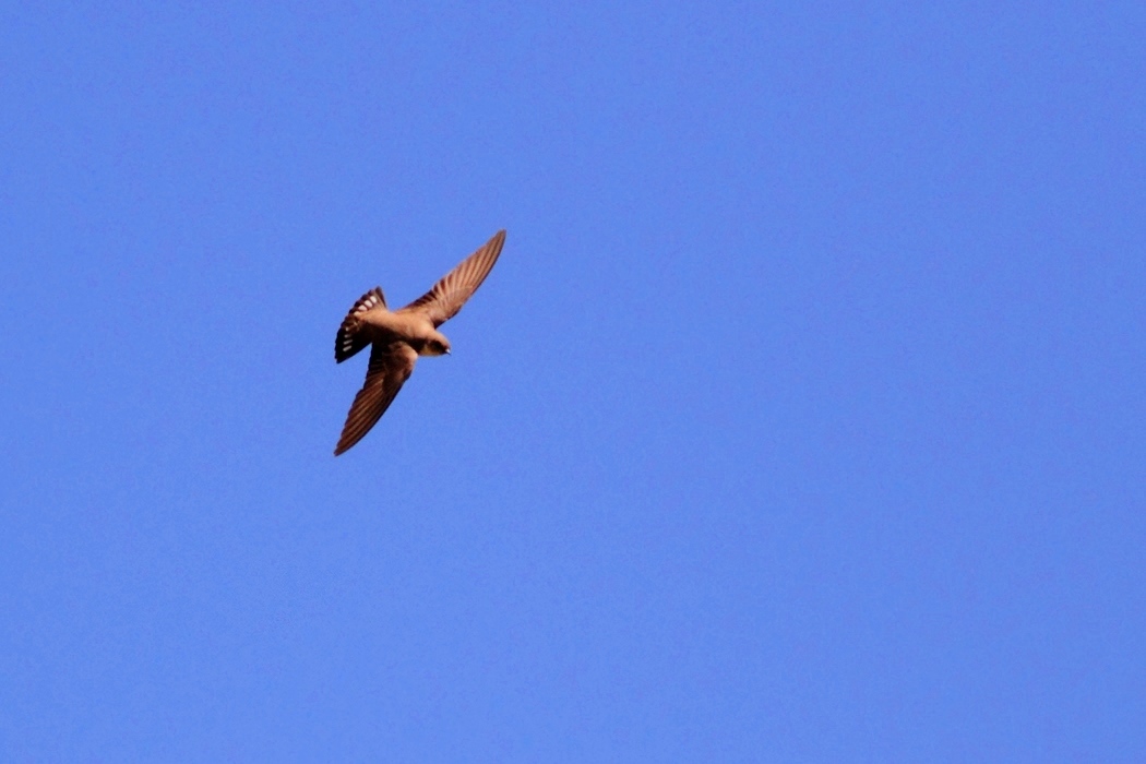 Eurasian Crag Martin