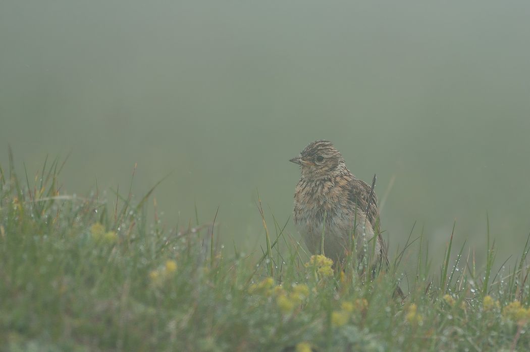 Eurasian Skylark