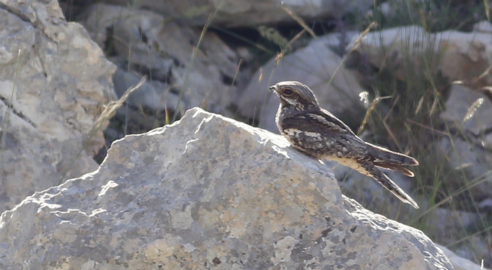 European Nightjar
