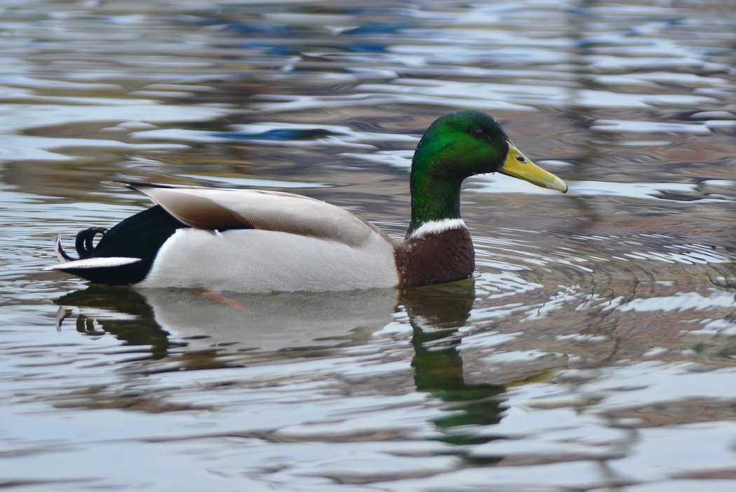 Mallard