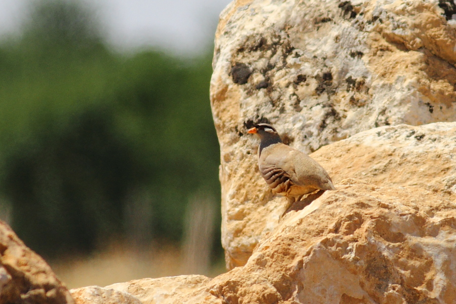 See-see Partridge