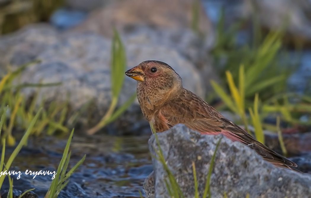 Crimson-winged Finch