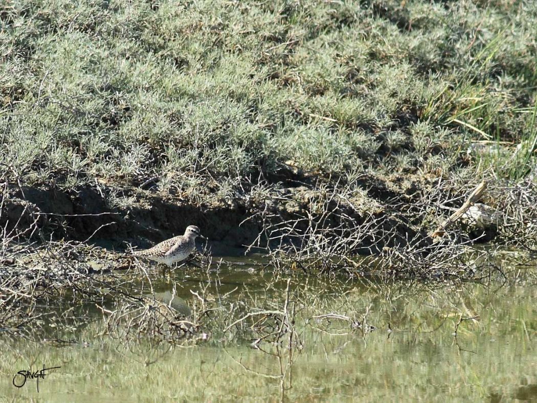 Wood Sandpiper