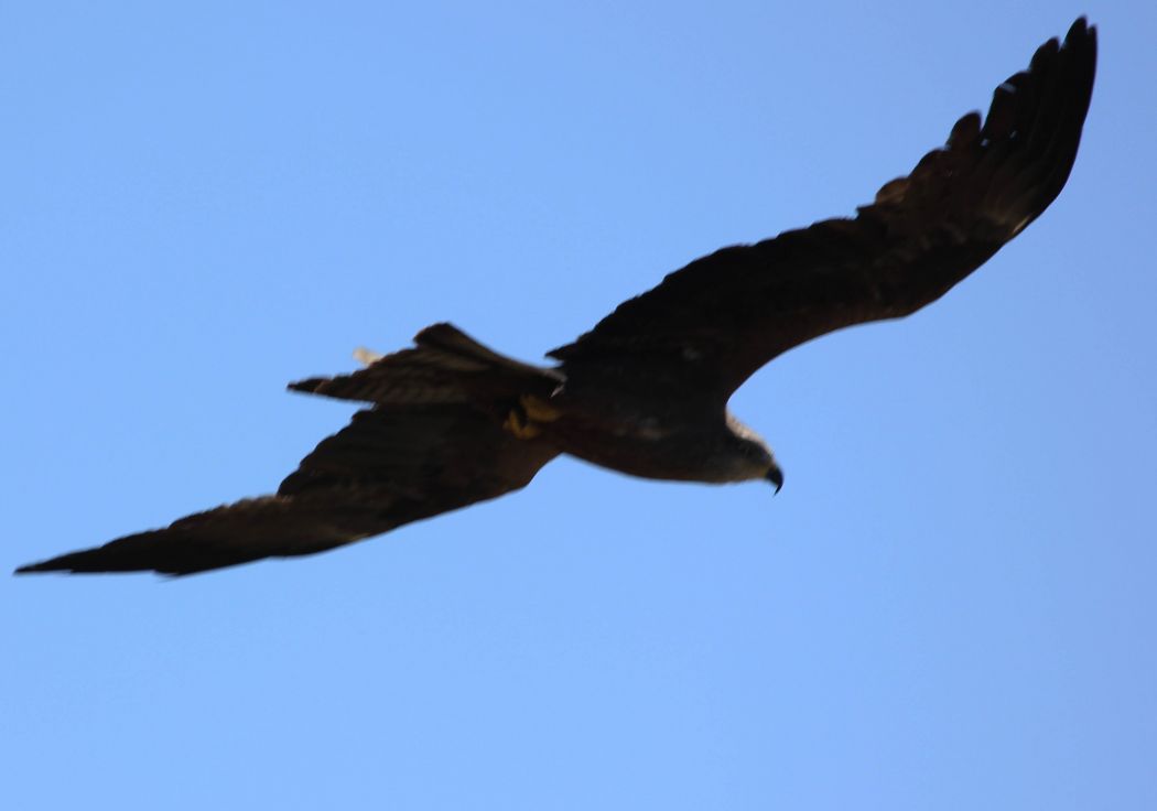 Black Kite