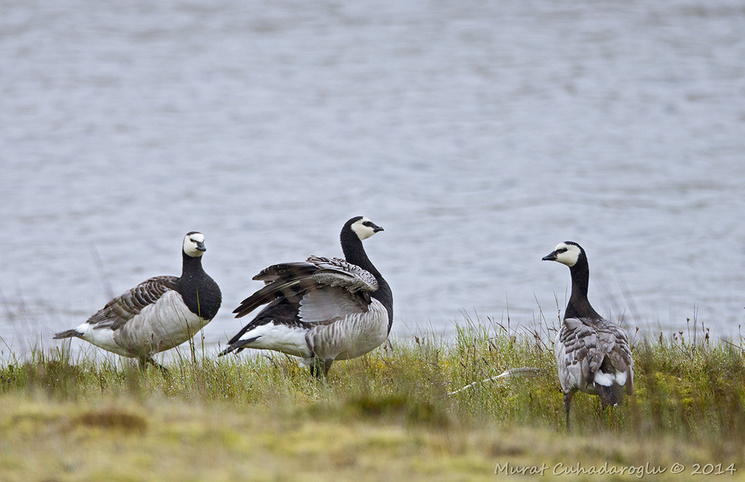 Barnacle Goose