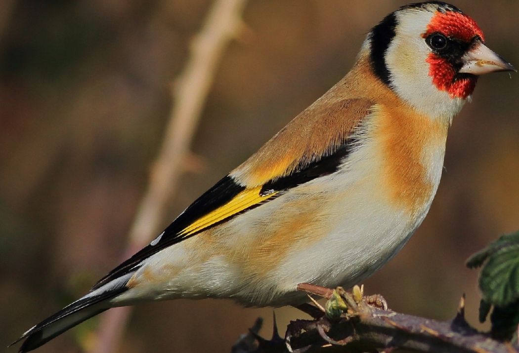 European Goldfinch