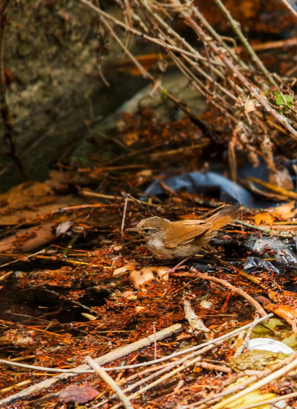 Cetti`s Warbler