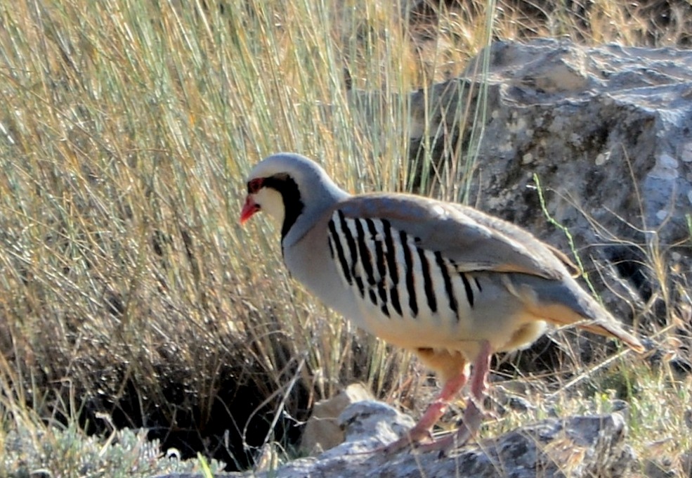 Chukar Partridge