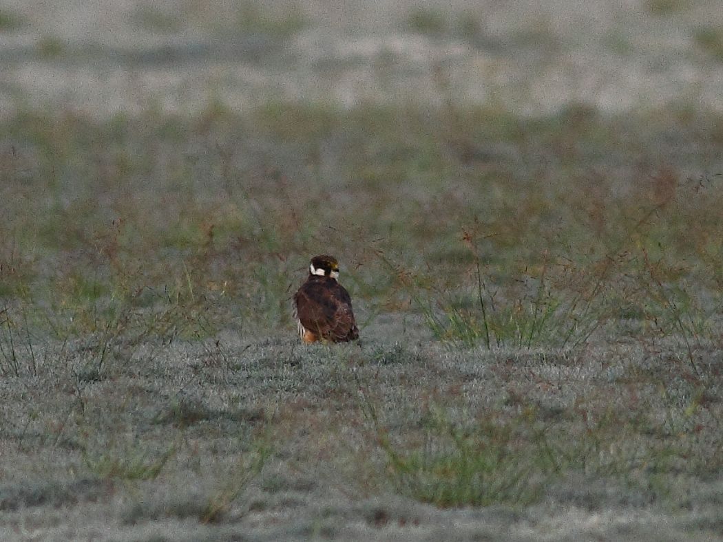 Eurasian Hobby