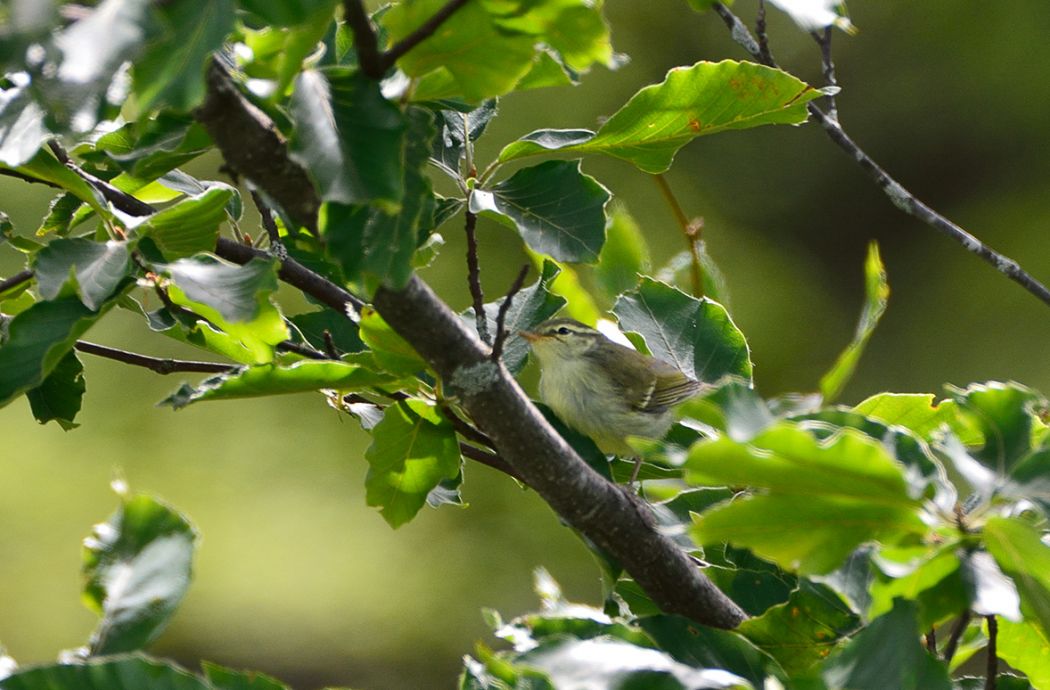 Green Warbler