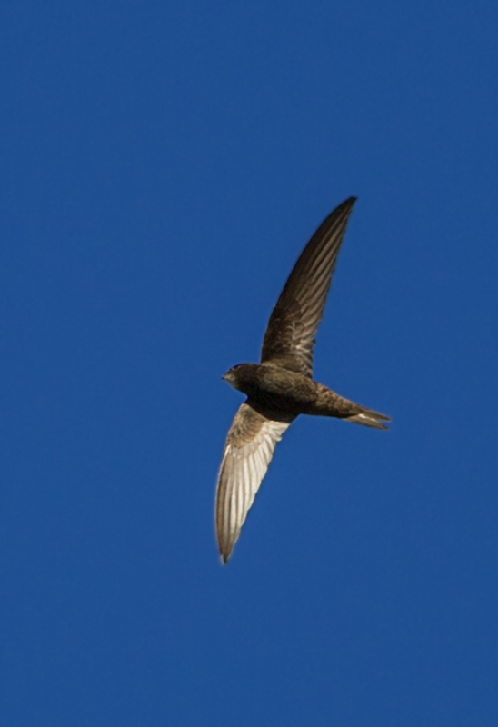 Common Swift