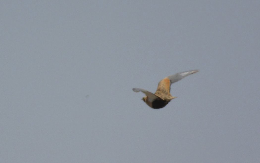Black-bellied Sandgrouse