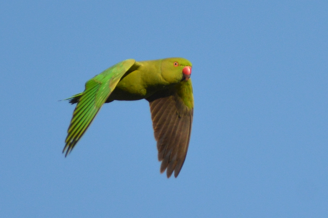 Rose-ringed Parakeet