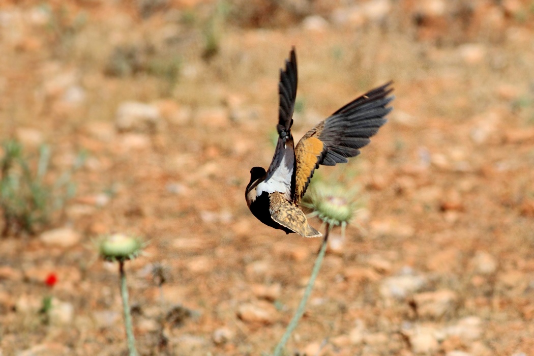 Black-bellied Sandgrouse