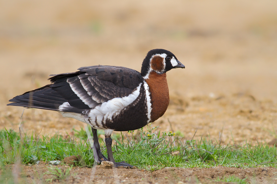 Red-breasted Goose