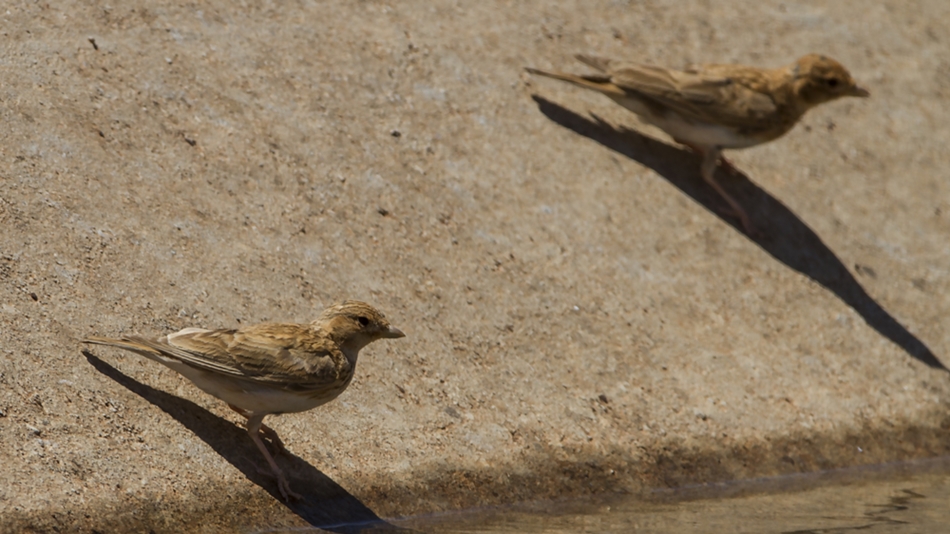 Turkestan Short-toed Lark