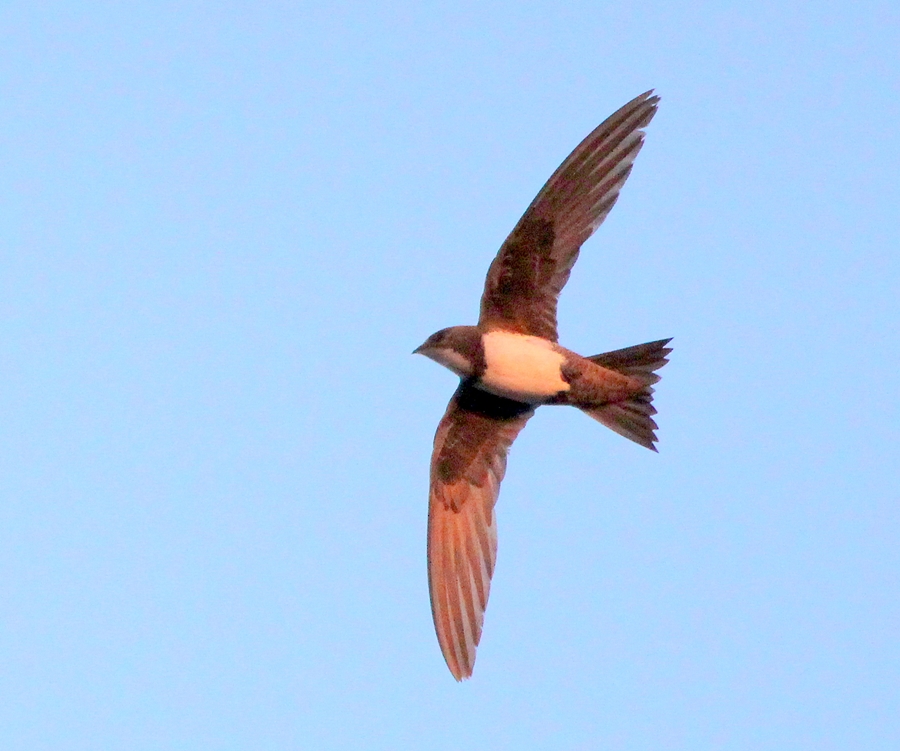 Alpine Swift