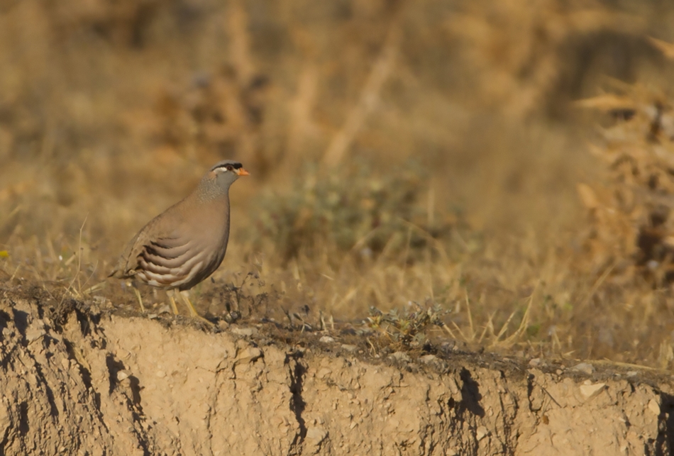 See-see Partridge