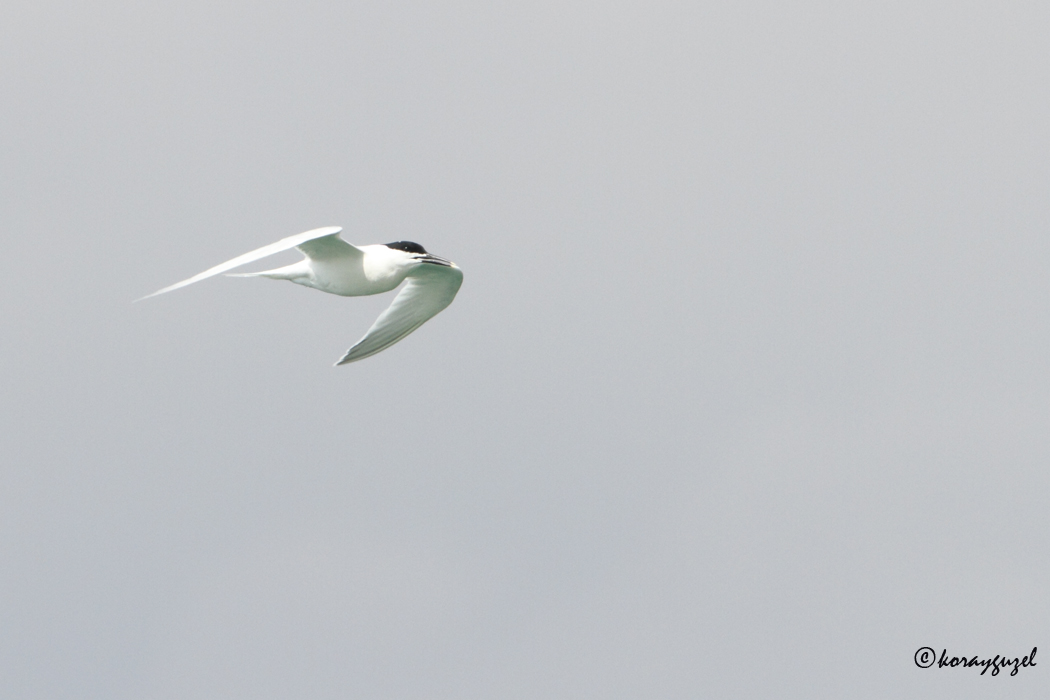 Sandwich Tern