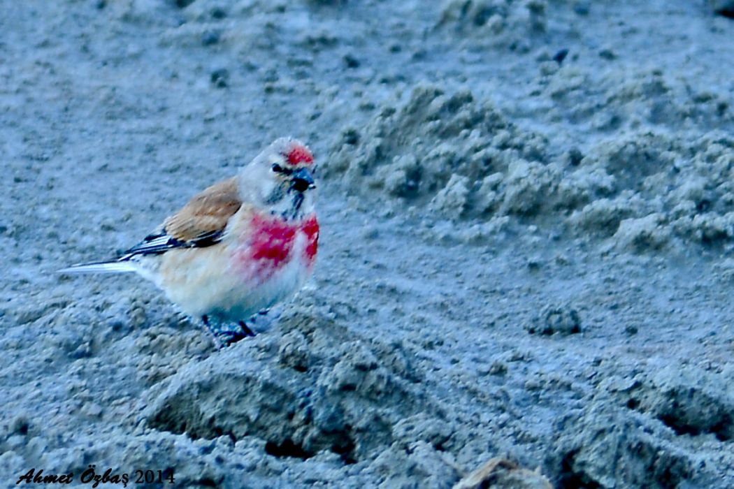 Common Linnet