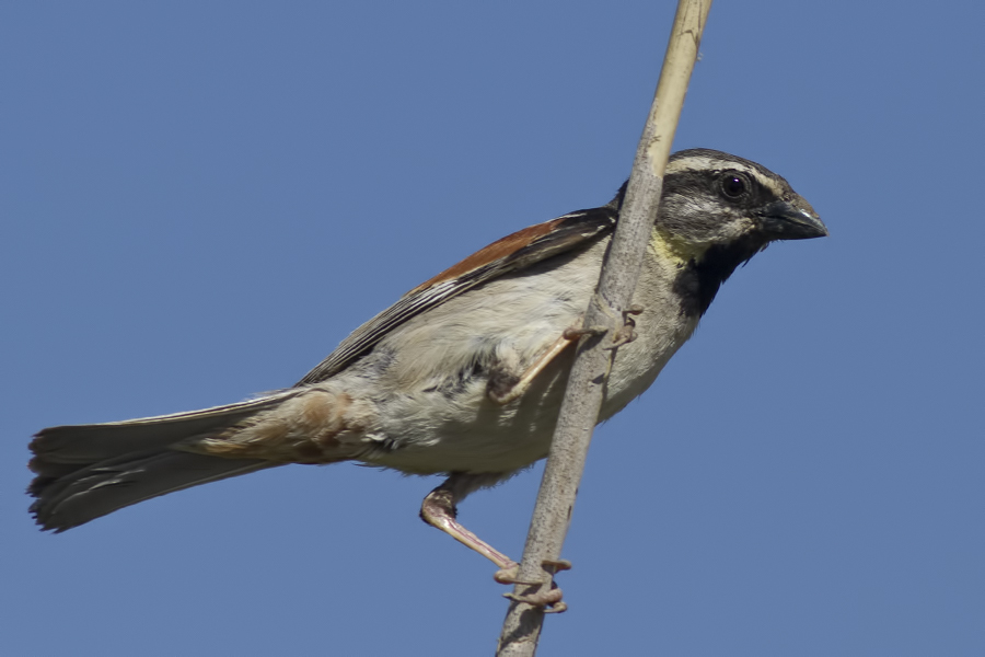 Dead Sea Sparrow