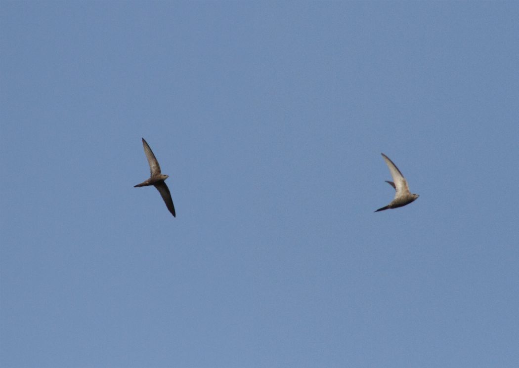 Pallid Swift