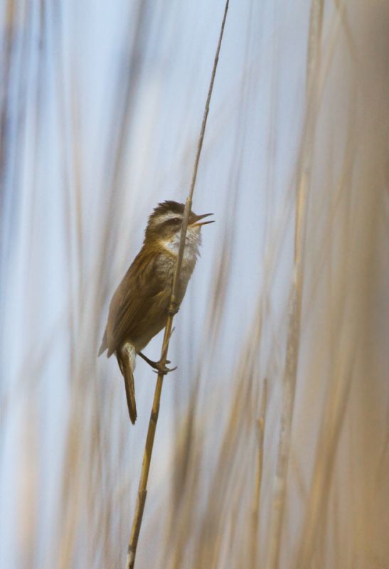 Moustached Warbler