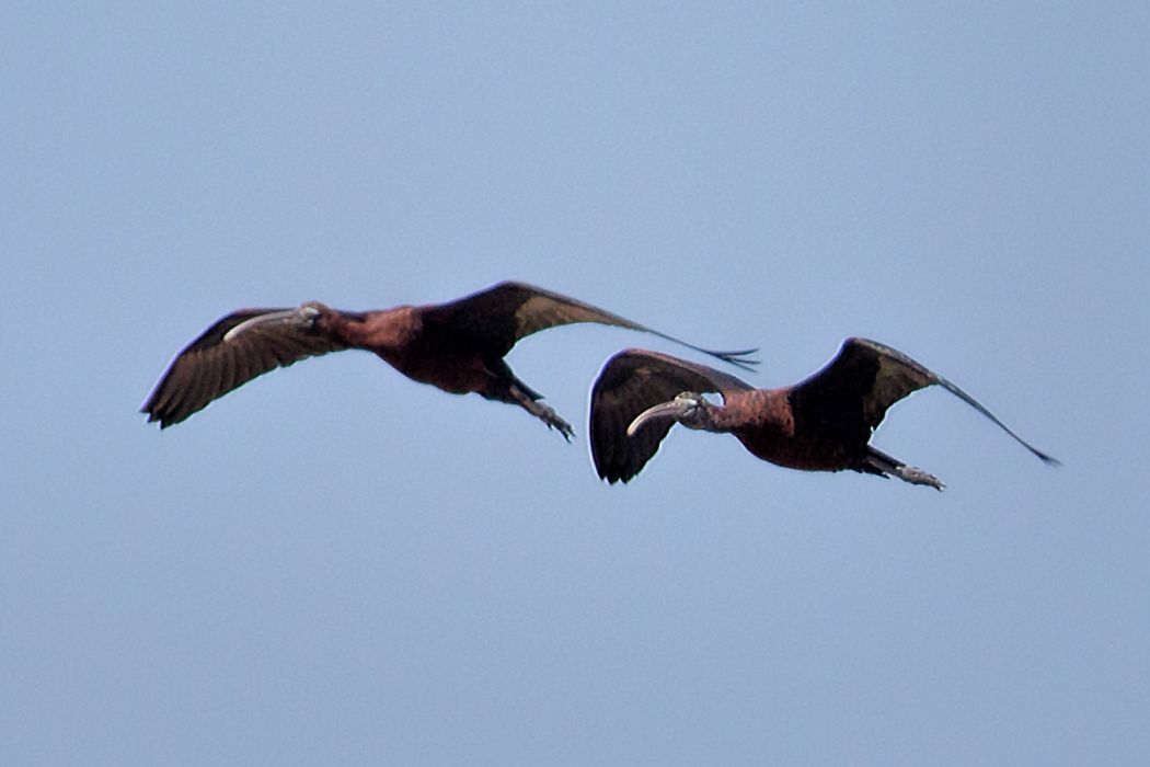 Glossy Ibis